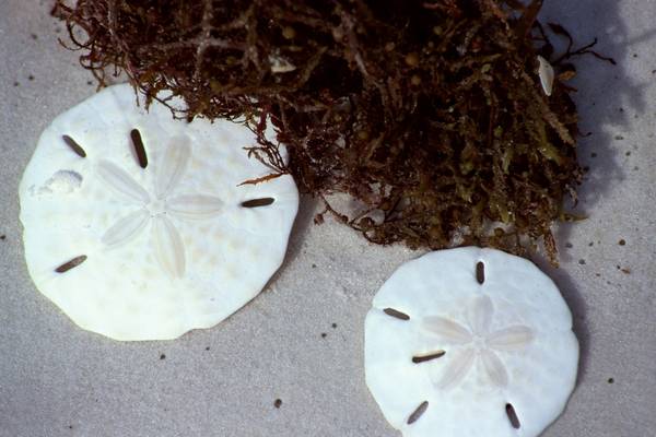 What is the Difference Between a Sea Biscuit and a Sand Dollar?