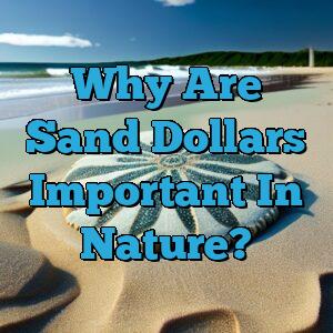 Why Are Sand Dollars Important In Nature?
