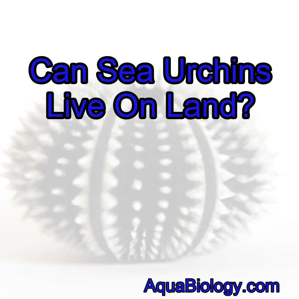 Can Sea Urchins Live On Land?