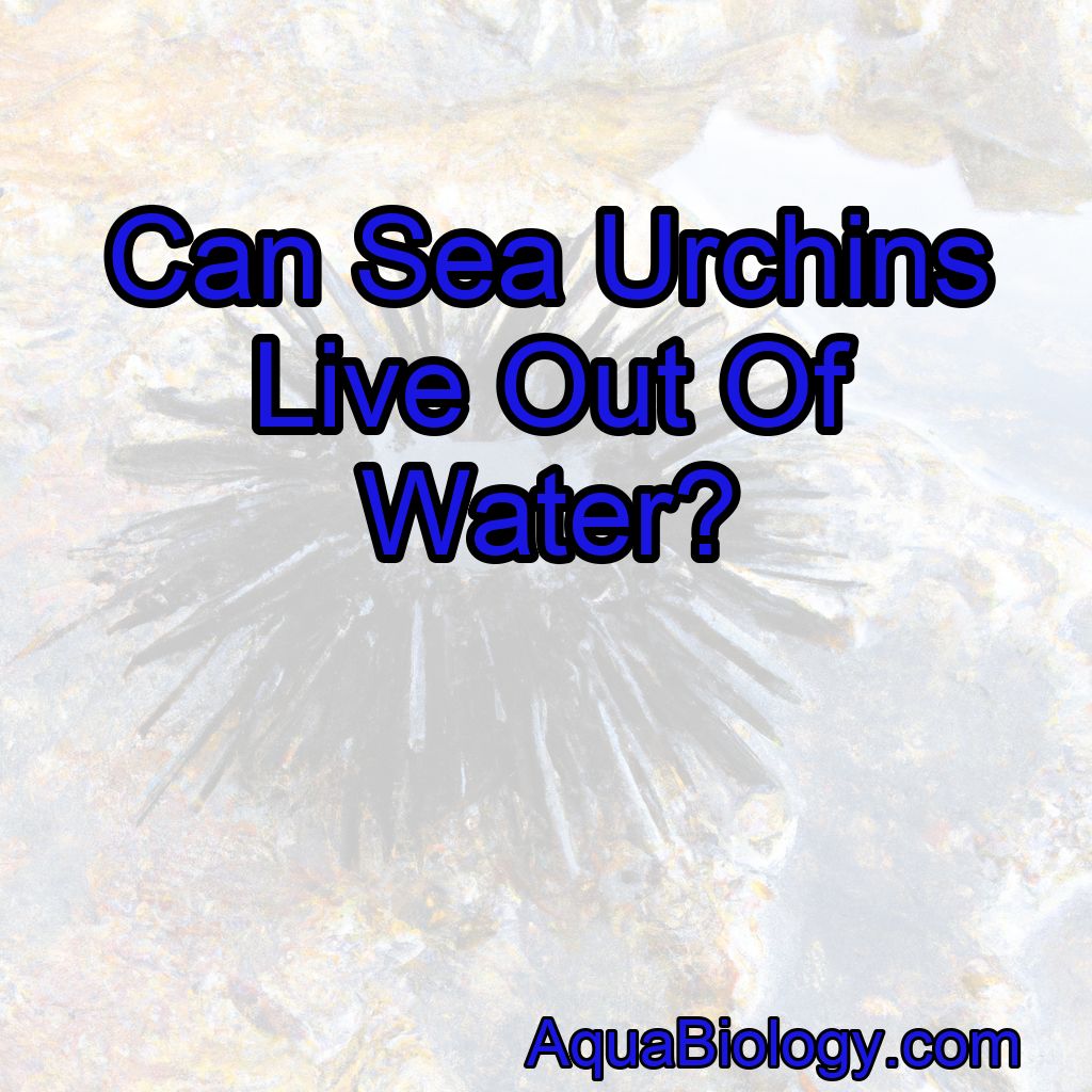 Can Sea Urchins Live Out Of Water?