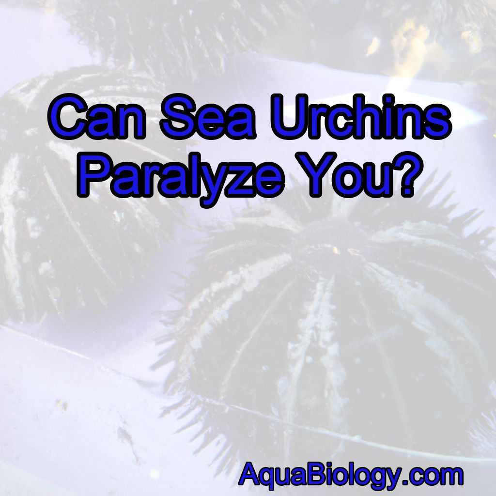 Can Sea Urchins Paralyze You?