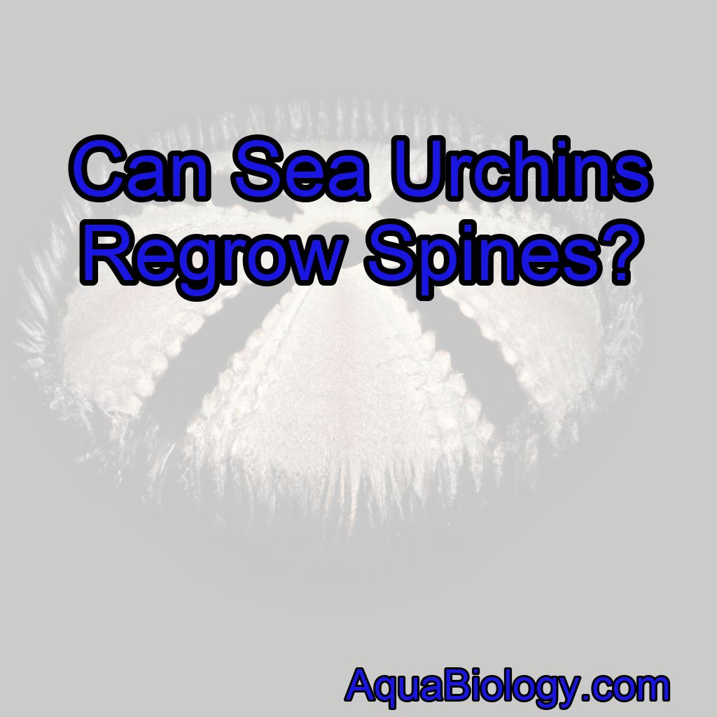 Can Sea Urchins Regrow Spines?