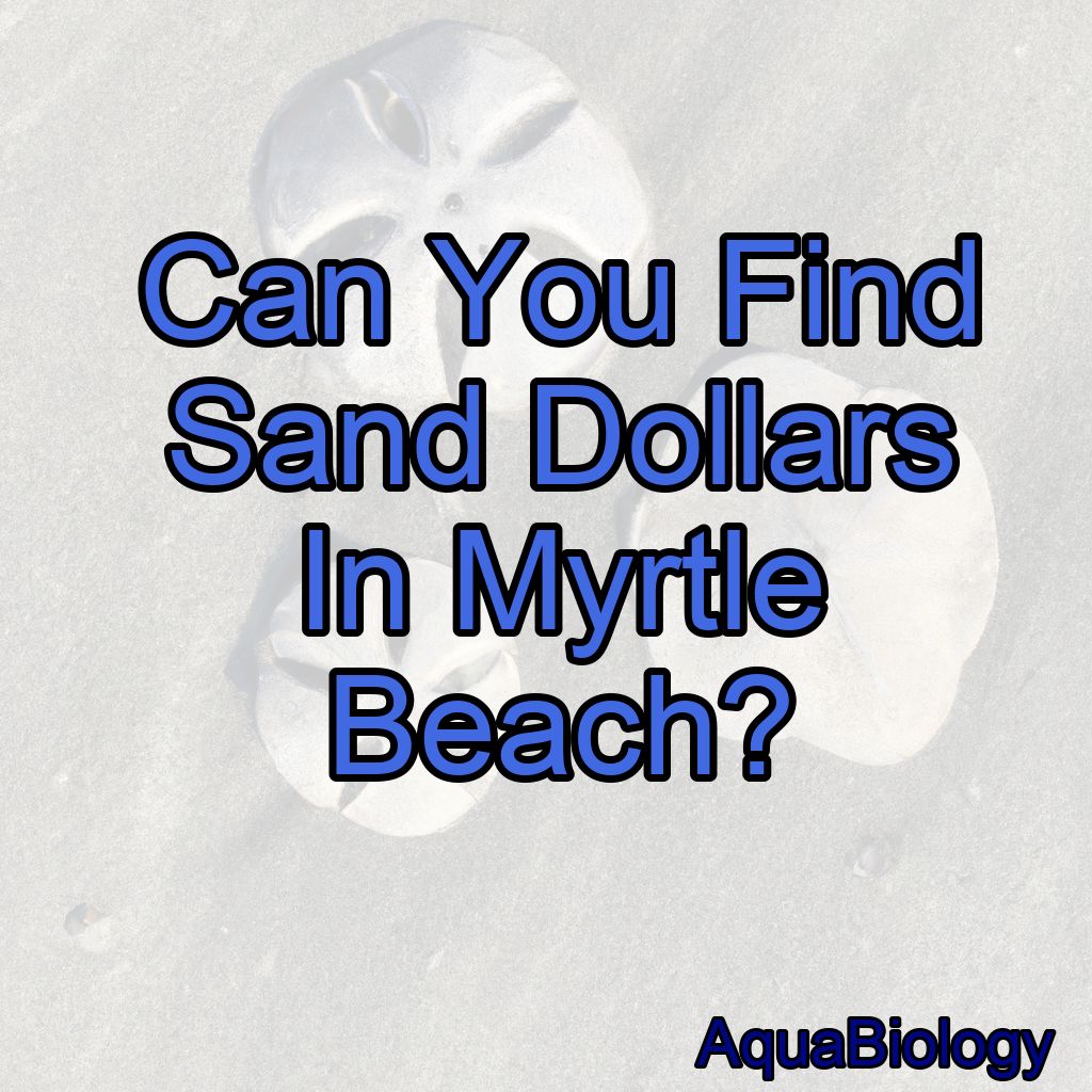 Can You Find Sand Dollars In Myrtle Beach