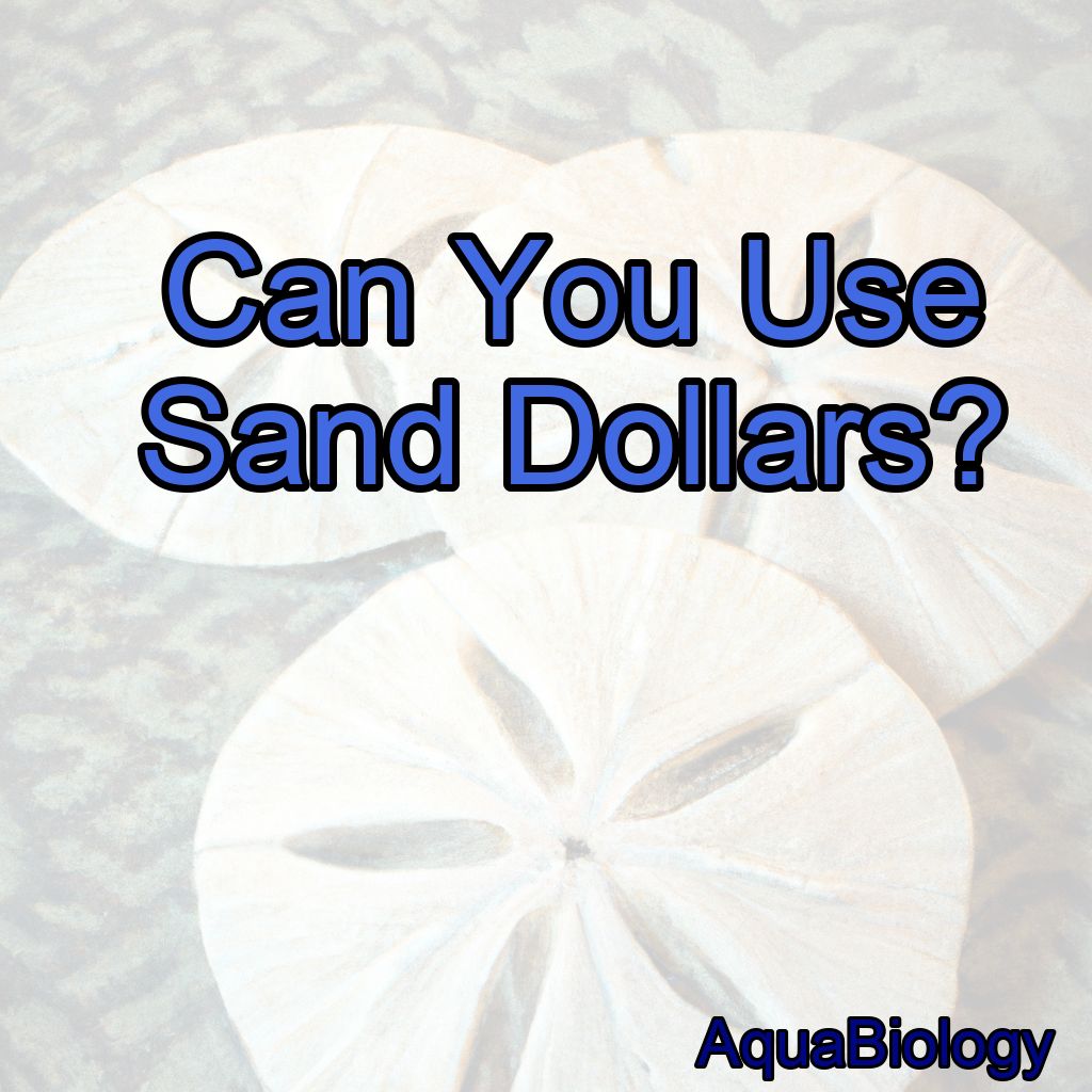 Can You Use Sand Dollars?