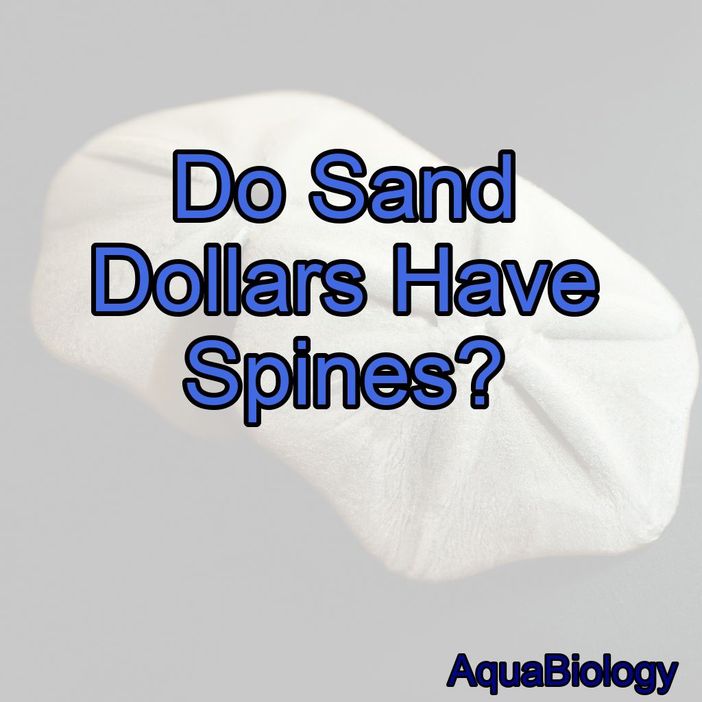 Are Sand Dollars Valuable? – aquabiology.com