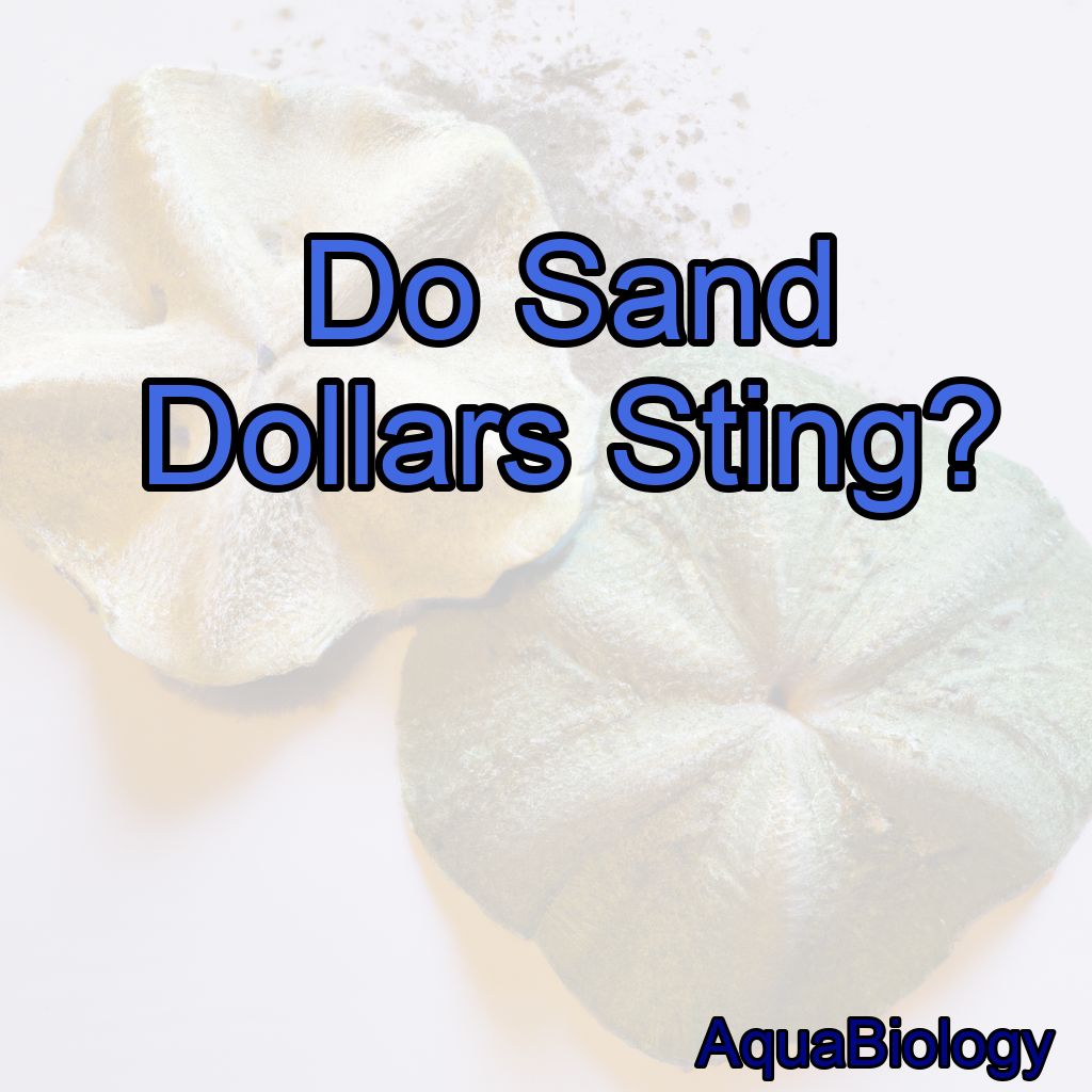 Do Sand Dollars Sting?