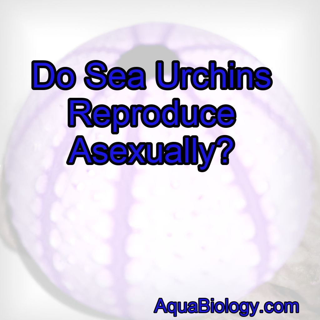 Can Sea Urchins Reproduce Asexually? (Yes, but…)