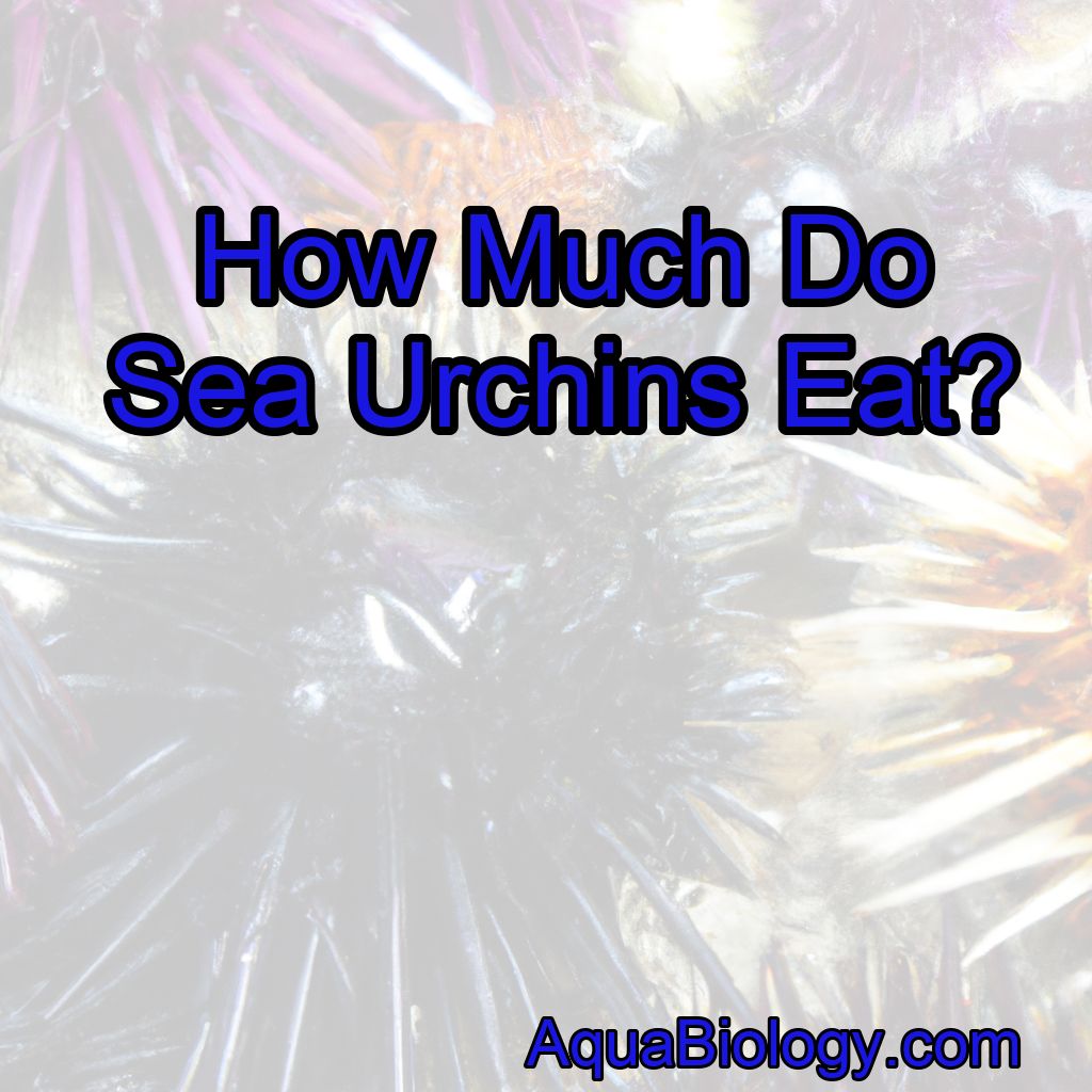 How Much Do Sea Urchins Eat?