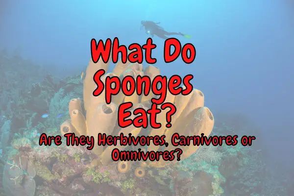 Are Sponges Herbivores? What Do They Eat?